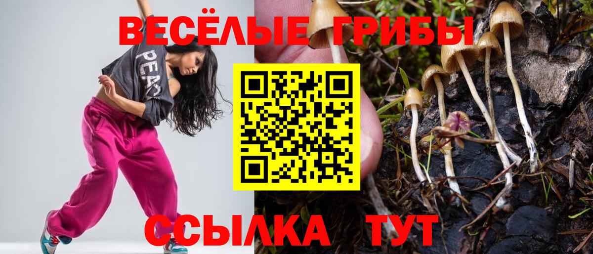 Псилоцибиновые грибы Psilocybe Миллерово